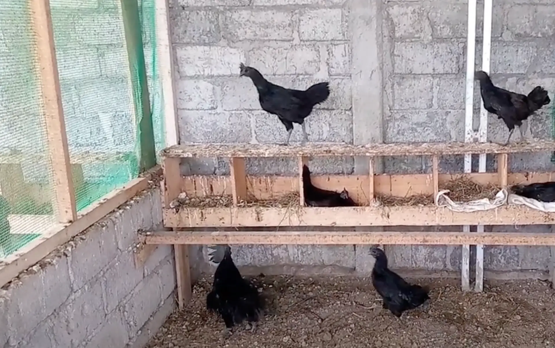 ayam cemani