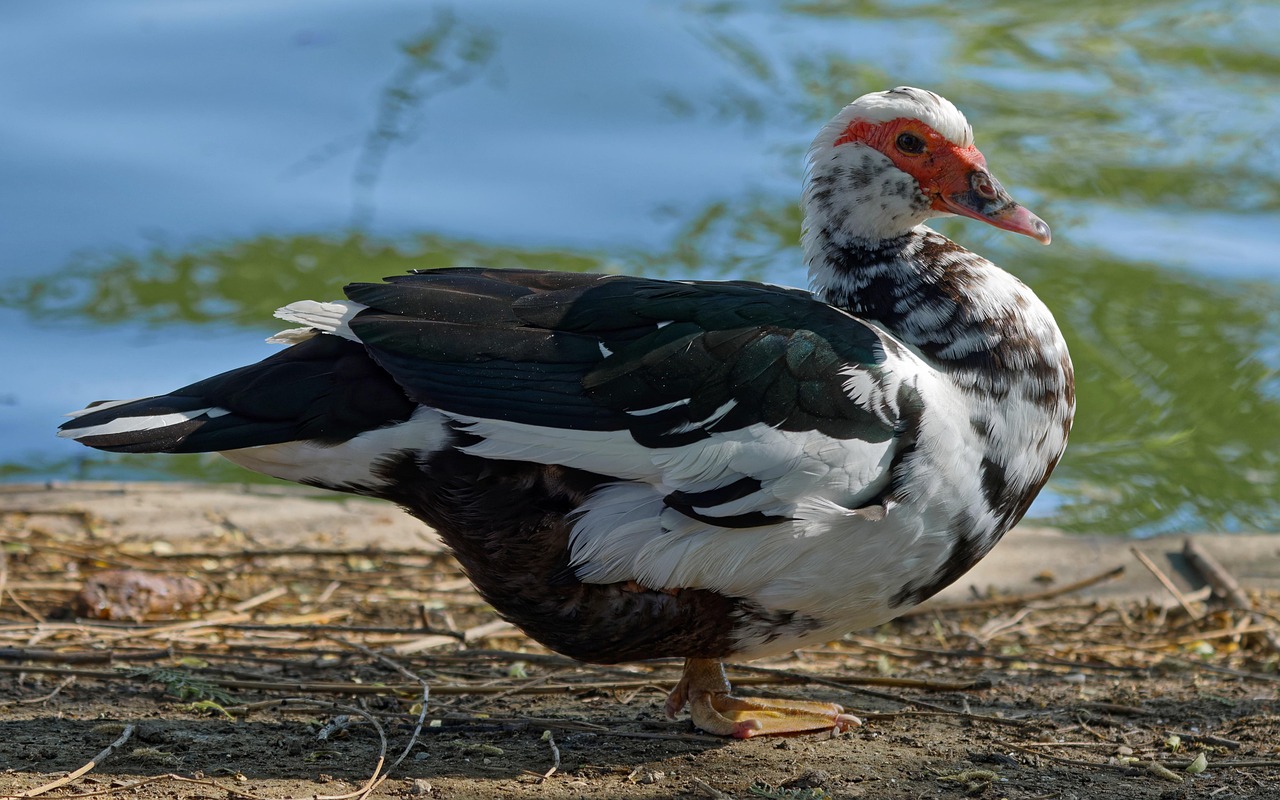 bebek muscovy