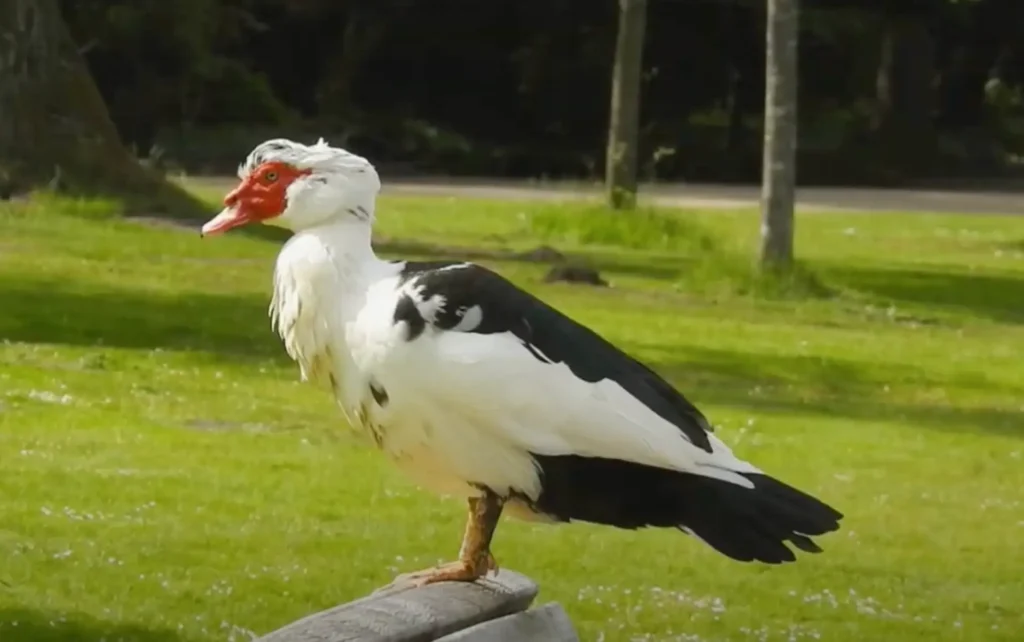 bebek muscovy